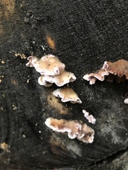 Chondrostereum purpureum