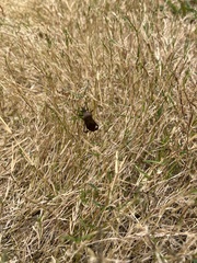 Acanthocephala femorata