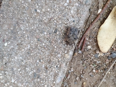 Gymnetis litigiosa