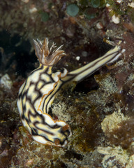 Hypselodoris jacksoni