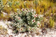 Leucadendron tinctum