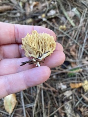 Phaeoclavulina eumorpha