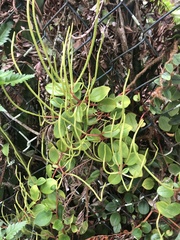 Peperomia glabella