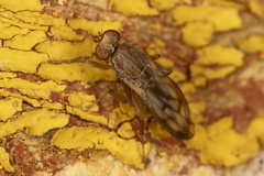 Opomyza germinationis