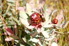Leucadendron tinctum