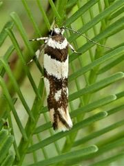Macrobathra desmotoma