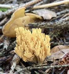 Phaeoclavulina eumorpha