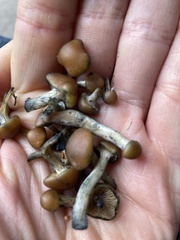 Psilocybe cyanescens