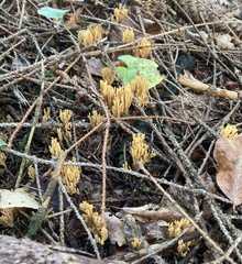 Phaeoclavulina eumorpha