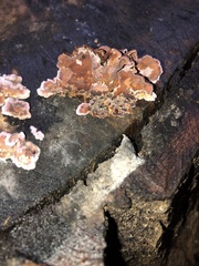 Chondrostereum purpureum