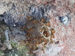 Tetragonisca fiebrigi