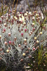 Syncarpha gnaphaloides