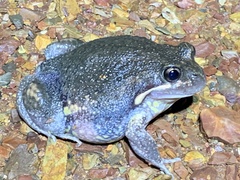 Limnodynastes dumerilii dumerilii