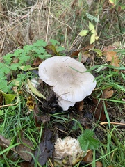 Clitocybe nebularis