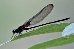 Hetaerina cruentata