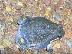 Limnodynastes dumerilii dumerilii