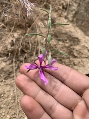 Clarkia xantiana