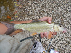 Moxostoma erythrurum