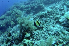 Zanclus cornutus