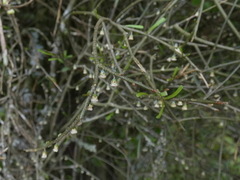 Melicytus flexuosus