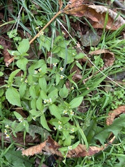 Galinsoga quadriradiata