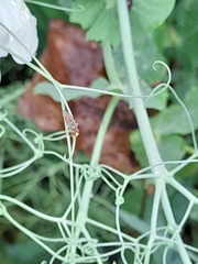 Toxomerus marginatus