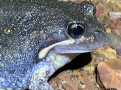 Limnodynastes dumerilii dumerilii