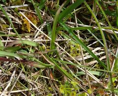 Anthoxanthum odoratum