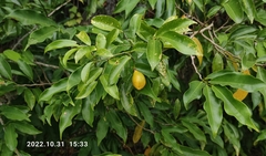 Artabotrys hexapetalus