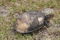Terrapene carolina major
