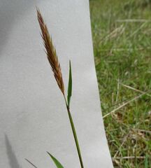 Anthoxanthum odoratum