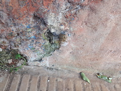 Tetragonisca fiebrigi