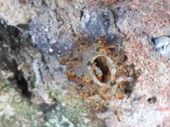 Tetragonisca fiebrigi