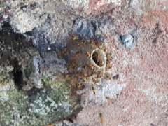 Tetragonisca fiebrigi