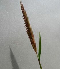 Anthoxanthum odoratum