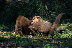 Nasua nasua