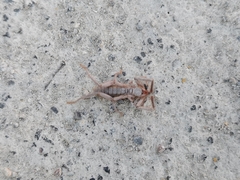 Ammotrechidae