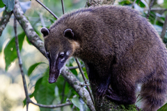 Nasua nasua