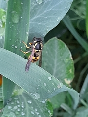 Vespula