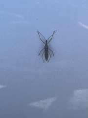 Zelus renardii