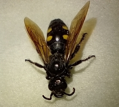 Campsomeris bistrimacula