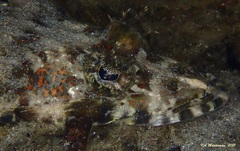 Cymbacephalus beauforti