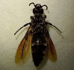 Campsomeris bistrimacula