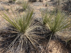 Yucca campestris