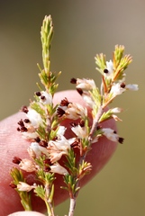 Erica imbricata