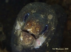 Gymnothorax pseudothyrsoideus