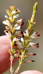 Erica imbricata