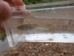 Cyprinella lutrensis