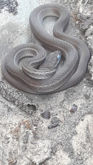 Mastigodryas boddaerti