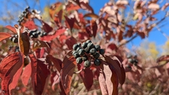 Cornus sanguinea australis